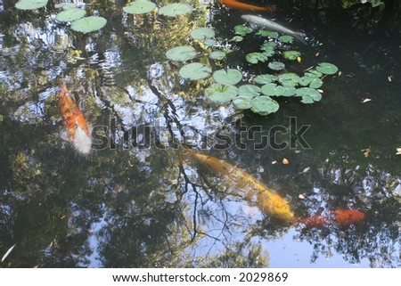 Fish in a garden pond with water lilies