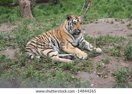 Tiger at safari in Harbin, China