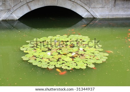 Lotus flowers, leaves, and goldfish, Forbidden City, Beijing, China