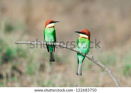 A couple Bay-headed Bee-eater (Merops leschenaulti) face to face of Bee-eaters (Meropidae) family. It is found in Thailand.