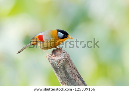 The Silver-eared Mesia (Leiothrix argentauris) is a species of bird in the Timaliidae family. It is found in Thailand.