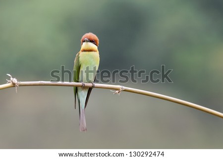 A Bay-headed Bee-eater (Merops leschenaulti) is a species of bird in the Bee-eaters (Meropidae) family. It is matching period in Thailand.