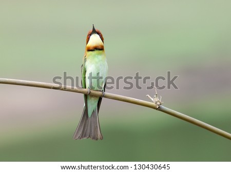 The Chestnut-headed Bee-eater (Merops leschenaulti) is a near passerine bird in the bee-eater family Meropidae. It is a resident breeder in Thailand.