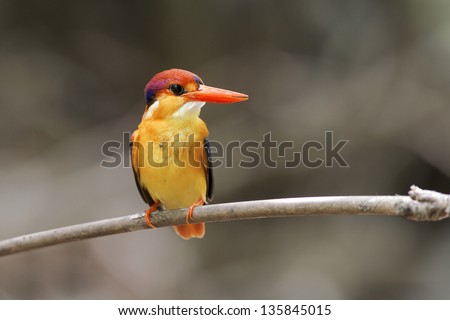 The female of Oriental Dwarf Kingfisher, Black-backed Kingfisher or Three-toed Kingfisher (Ceyx erithaca) is a species of bird in the Alcedinidae family. it is found in Thailand