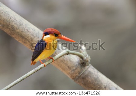 The Oriental Dwarf Kingfisher also known as the Black-backed Kingfisher or Three-toed Kingfisher (Ceyx erithaca) is a species of bird in the Alcedinidae family. he catch on little stick, Thailand.
