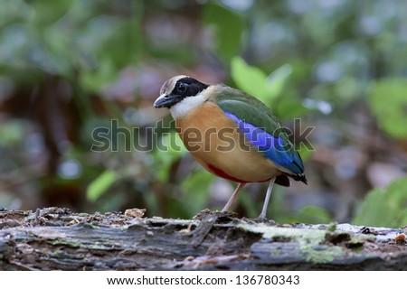 The Blue-winged Pitta (Pitta moluccensis) is a passerine bird in the Pittidae family native to Australia and Southeast Asia.Kang Kra Chan national park, Thailand.