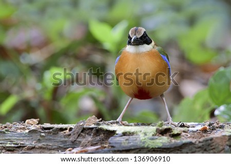 The Blue-winged Pitta (Pitta moluccensis) is a passerine bird in the Pittidae family native to Australia and Southeast Asia.