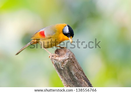 The Silver-eared Mesia (Leiothrix argentauris) is a species of bird in the Timaliidae family, that can found in Mae Wong national park, Thailand.