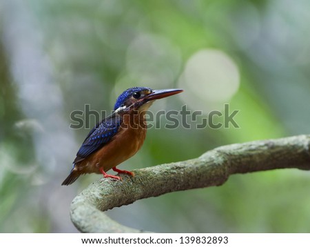 The female of Blue-eared Kingfisher (Alcedo meninting) is found in Asia, ranging across the Indian Subcontinent and Southeast Asia, Thailand.