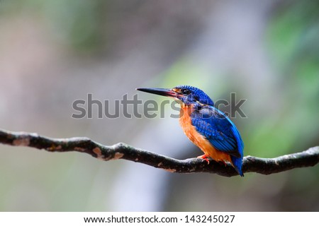 The male of Blue-eared Kingfisher (Alcedo meninting) is found in Asia, ranging across the Indian Subcontinent and Southeast Asia, Thailand. He stands on the black stick.