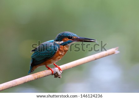 Common kingfishers are found on the shores of lakes, ponds, streams, and in wetlands. He is fishing fish, Thailand.