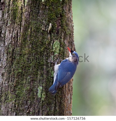 Colorful bird, Velvet-fronted Nuthatch (Sitta frontallis), standing on the tree?