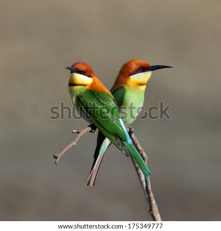 A couple Bay-headed Bee-eater (Merops leschenaulti) is a species of bird in the Bee-eaters (Meropidae) family. It is found in Thailand.
