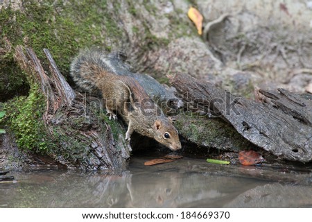 Indochinese ground squirrel, Berdmore\'s ground squirrel drinks water.