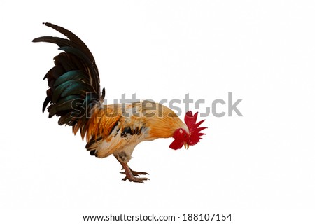 Thailand male chicken rooster isolated on white background.