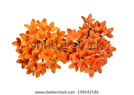 Beautiful of orange Ixora ( Coccinea) flowers on white BG.