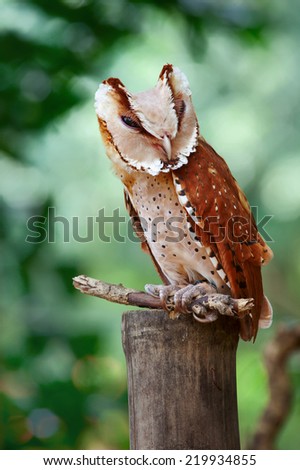 Oriental Bay-owl (Phodilus badius) stands on stick, Thailand.