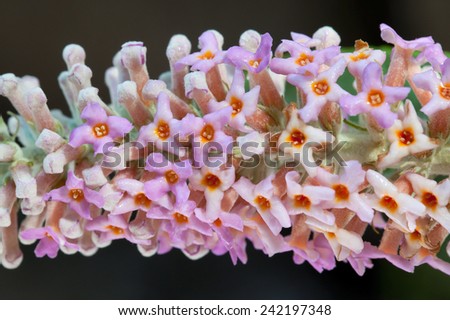 Buddleja macrostachya is a large deciduous shrub or small tree with a vast distribution, doi lang Thailand.