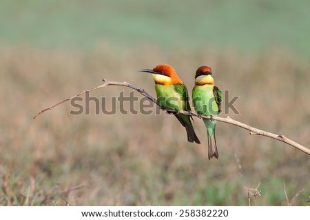 A couple Bay-headed Bee-eater (Merops leschenaulti) is a species of bird in the Bee-eaters (Meropidae) family. It is found in Thailand.