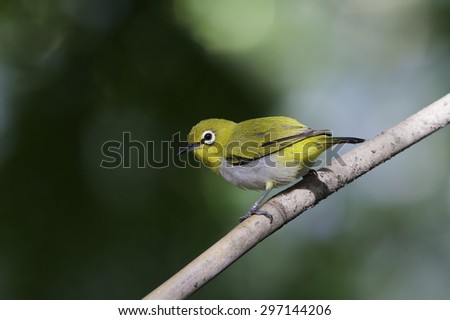 The Oriental white-eye (Zosterops palpebrosus) is a small passerine bird in the white-eye family. It is a resident breeder in open woodland in tropical Asia, Thailand.