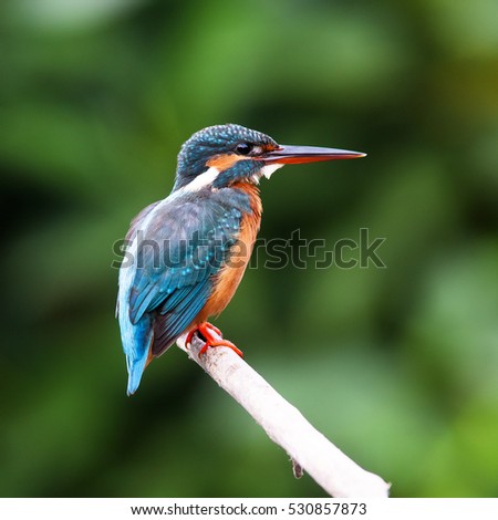 The common kingfisher (Alcedo atthis) wetlands birds\'s colored feathers from different birds that live in ponds, swamps. Clamp winter migratory birds stayed about 3 months, Bang Poo, Thailand.