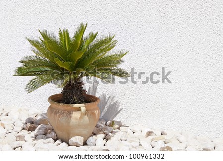 Palm tree grows in flower vase on background of beige wall