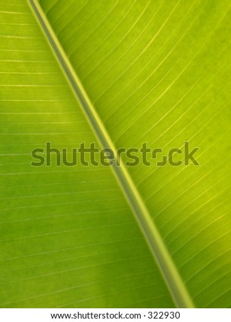 Banana leaf detail