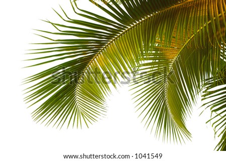 Hanging palm fronds from Thailand with clipping path