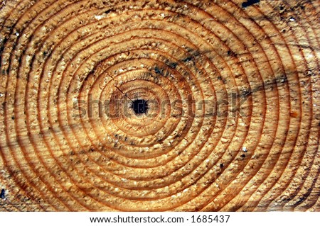 Sawn pine tree trunk