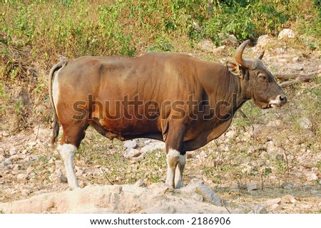 Mature, fully developed bull banteng wild cattle