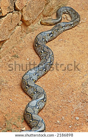 Reticulated Python Snake Stock Photo 2186898 : Shutters