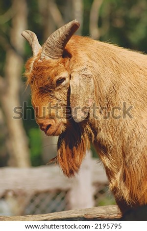 ginger goat