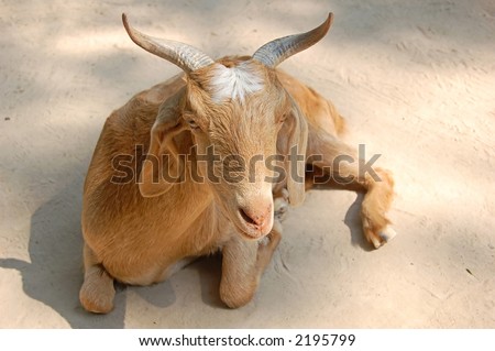 A sandy brown female goat at rest