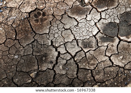 Dry cracked earth with a cat\'s paw print