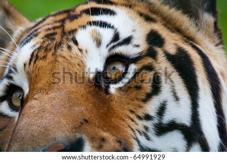 Tiger Close Up Wildlife Heritage Foundation
