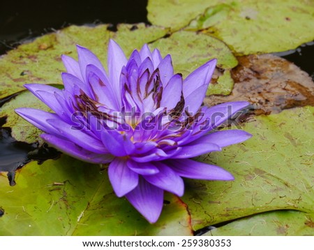 The Blue lotus specie Water-lily beautiful in thailand