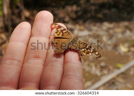 The Little butterfly  on the Hand in the big world