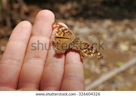 The Little butterfly  on the Hand in the big world