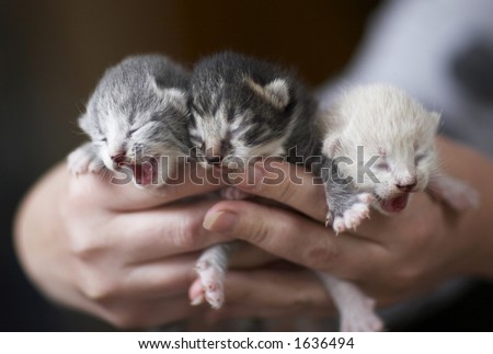 one-week old kittens
