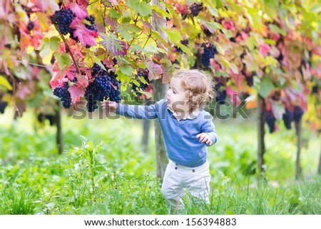 Cute baby girl eating fresh ripe grapes in a beautiful sunny autumn vine yard