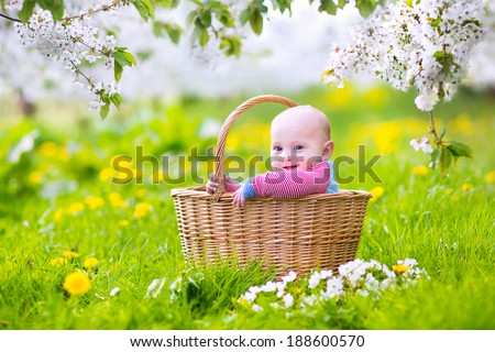 Adorable happy smiling baby boy sitting in a basket playing in a blooming spring apple tree garden with beautiful white flowers and green grass with daffodils on a sunny summer morning