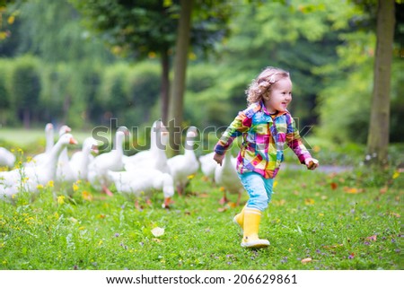Funny happy little girl, adorable curly toddler wearing a colorful rain jacket, running in a park playing and feeding white geese birds on a warm autumn day in a city forest