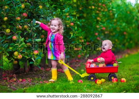 Child picking apples on a farm. Little girl and boy play in apple tree orchard. Kids pick fruit in autumn with a wheel barrow. Toddler and baby eat fruits at fall harvest. Outdoor fun for children.