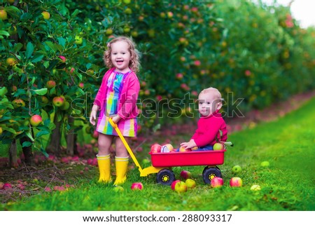 Child picking apples on a farm. Little girl and boy play in apple tree orchard. Kids pick fruit in autumn with a wheel barrow. Toddler and baby eat fruits at fall harvest. Outdoor fun for children.