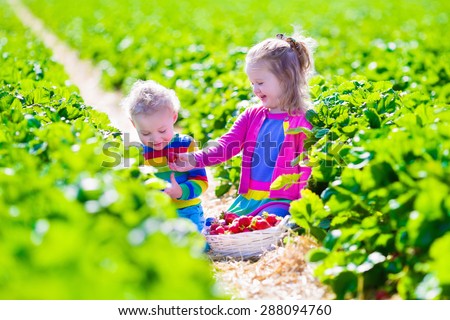 Children pick strawberries. Kids picking fruit on organic strawberry farm. Children gardening and harvesting. Toddler kid and baby eat ripe healthy berry. Outdoor family summer fun in the country.