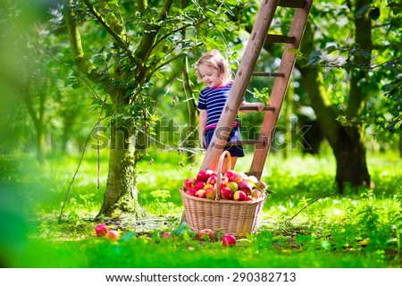 Child picking apples on a farm climbing a ladder. Little girl playing in apple tree orchard. Kids pick organic fruit in a basket. Kid eating healthy fruits at fall harvest. Outdoor fun for children.