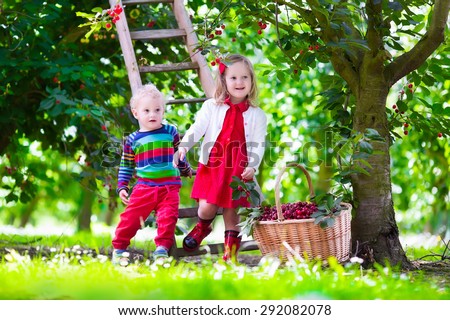Kids picking cherry on a fruit farm. Children pick cherries in summer orchard. Toddler kid and baby eat fresh fruit from garden tree. Girl and boy eating berry in a basket. Harvest time fun for family