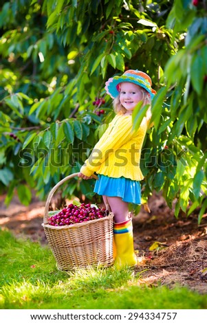 Kids picking cherry on a fruit farm. Children pick cherries in summer orchard. Toddler kid eating fresh fruit from garden tree. Little farmer girl with berry in a basket. Harvest time fun for family
