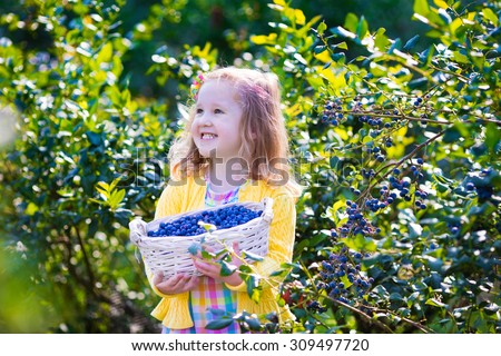 Kids picking fresh berries on blueberry field. Children pick blue berry on organic farm. Little girl playing outdoors in fruit orchard. Toddler farming. Preschooler gardening. Summer family fun.