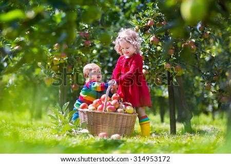 Child picking apples on a farm. Little boy and girl playing in apple tree orchard. Kids pick fruit in a basket. Baby eating healthy fruits at fall harvest. Outdoor fun for children.  Kid with a basket